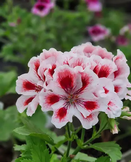 Pelagron med röd och vita petaler.