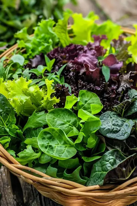 Olika slag av salad i korg.